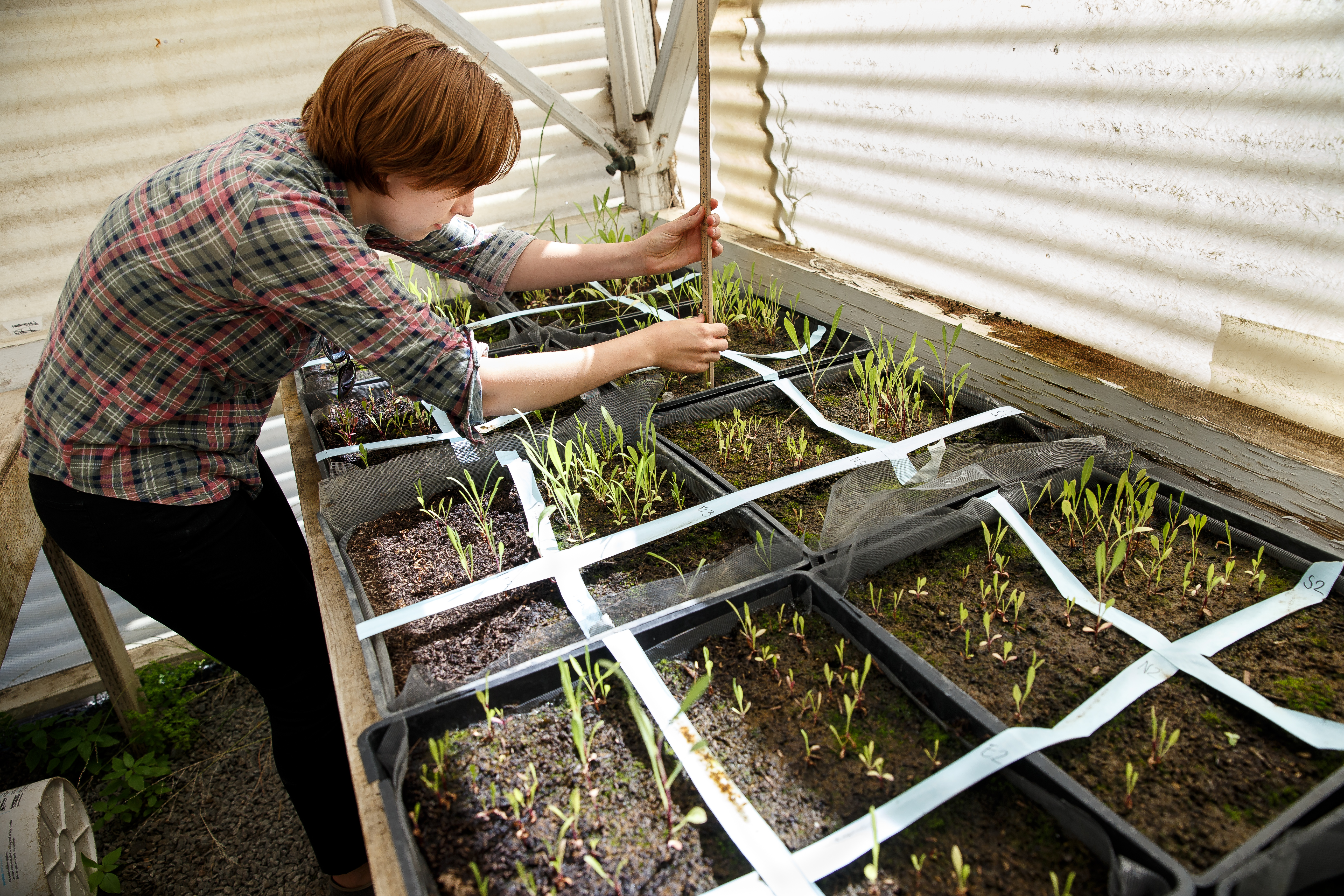 Someone working in a green house, planting plants