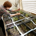 Someone working in a green house, planting plants