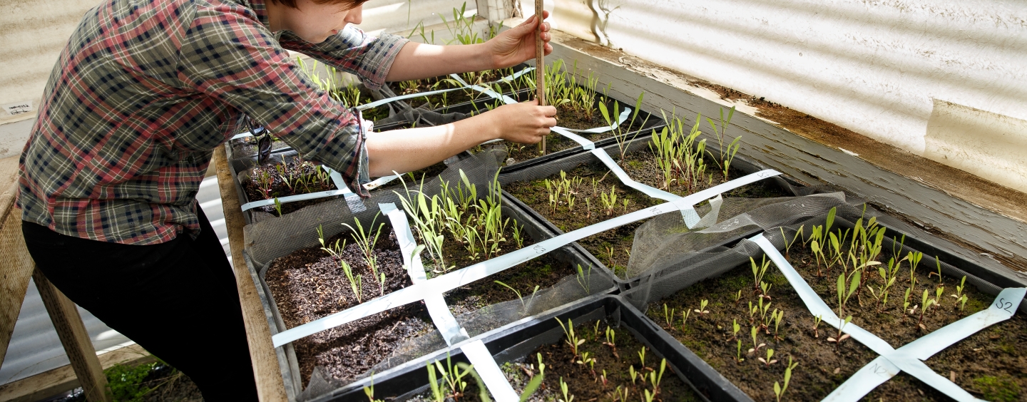Someone working in a green house, planting plants