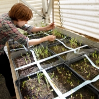 Someone working in a green house, planting plants